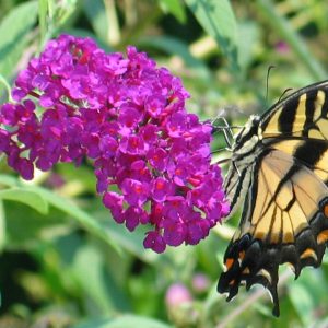 Butterfly Bush 2gal - Growers Choice