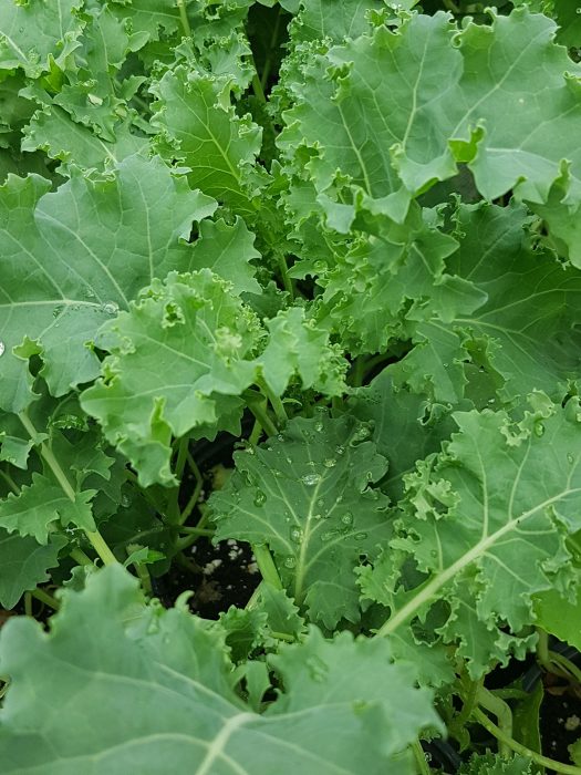 Kale Green (4 cell pack)