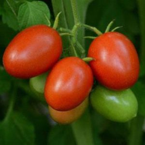 12" Tomato - Little Napoli ONLY AVAILABLE IN STORE