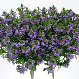 Scaevola Hanging Basket product image