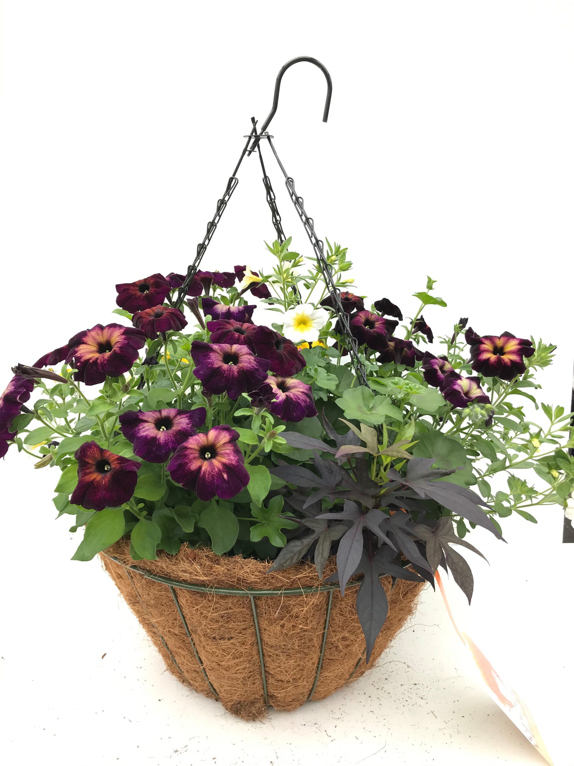 16 Sizzle Wire Hanging Baskets Grower S Choice Sun Mix Terra Greenhouses