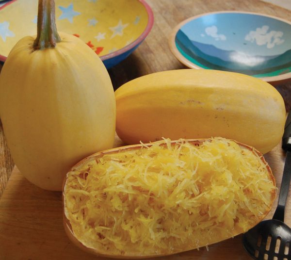 4" Squash - Spaghetti ONLY AVAILABLE IN STORE