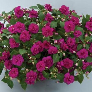 Double Impatiens product image