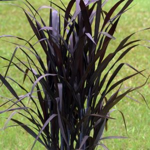 First Knight Fountain Grass product image