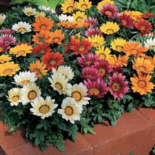 Gazanias product image