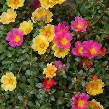 portulaca product image