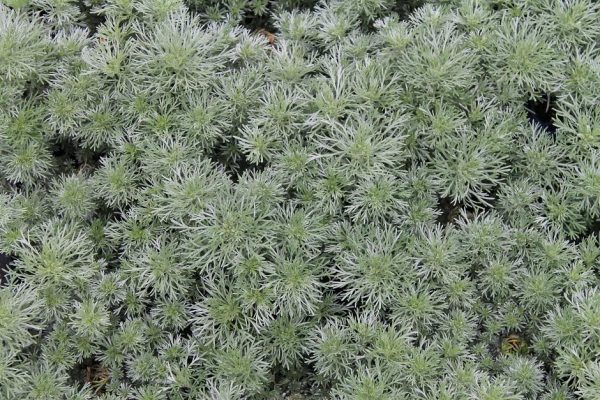 Artemesia Silver Mound 1gal SOLD OUT