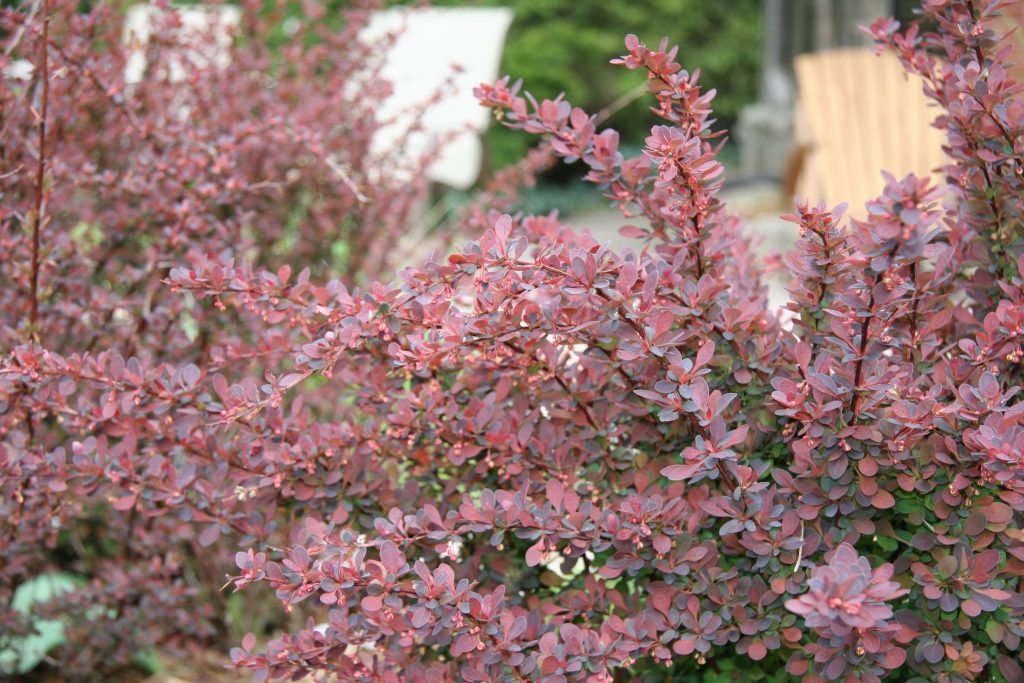 Barberry Concorde 3gal - TERRA Greenhouses