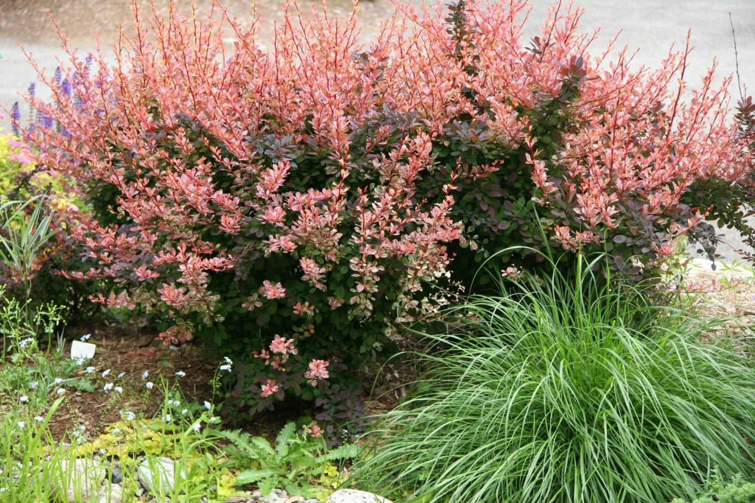 Barberry Rose Glow 3gal TERRA Greenhouses