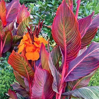 Tropical Canna Lily product image