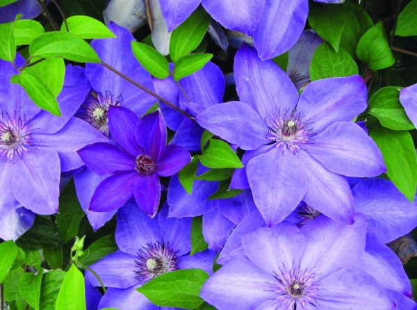 Clematis 1gal S