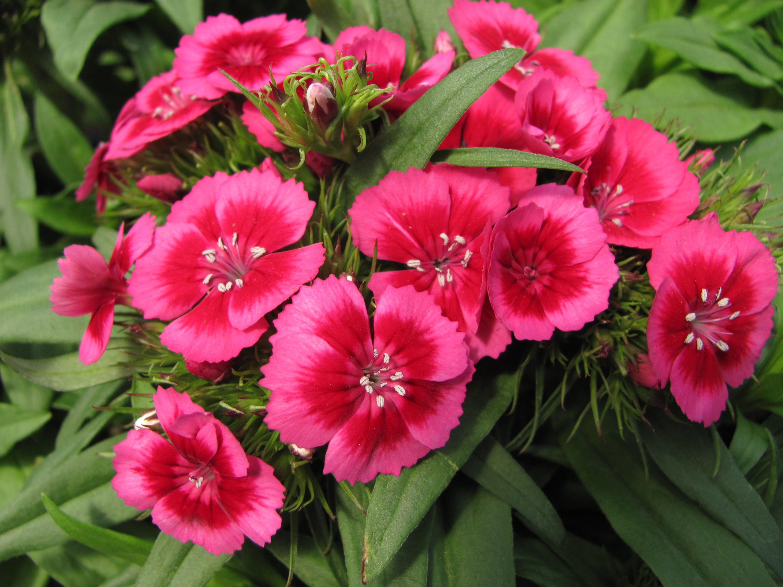 dianthus perennial rose pink