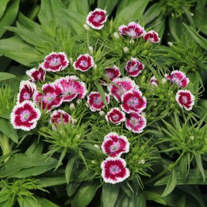 Dianthus Sweet William bi colour 1gal - SOLD OUT