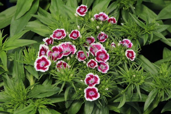 Dianthus Sweet William bi colour 1gal - SOLD OUT