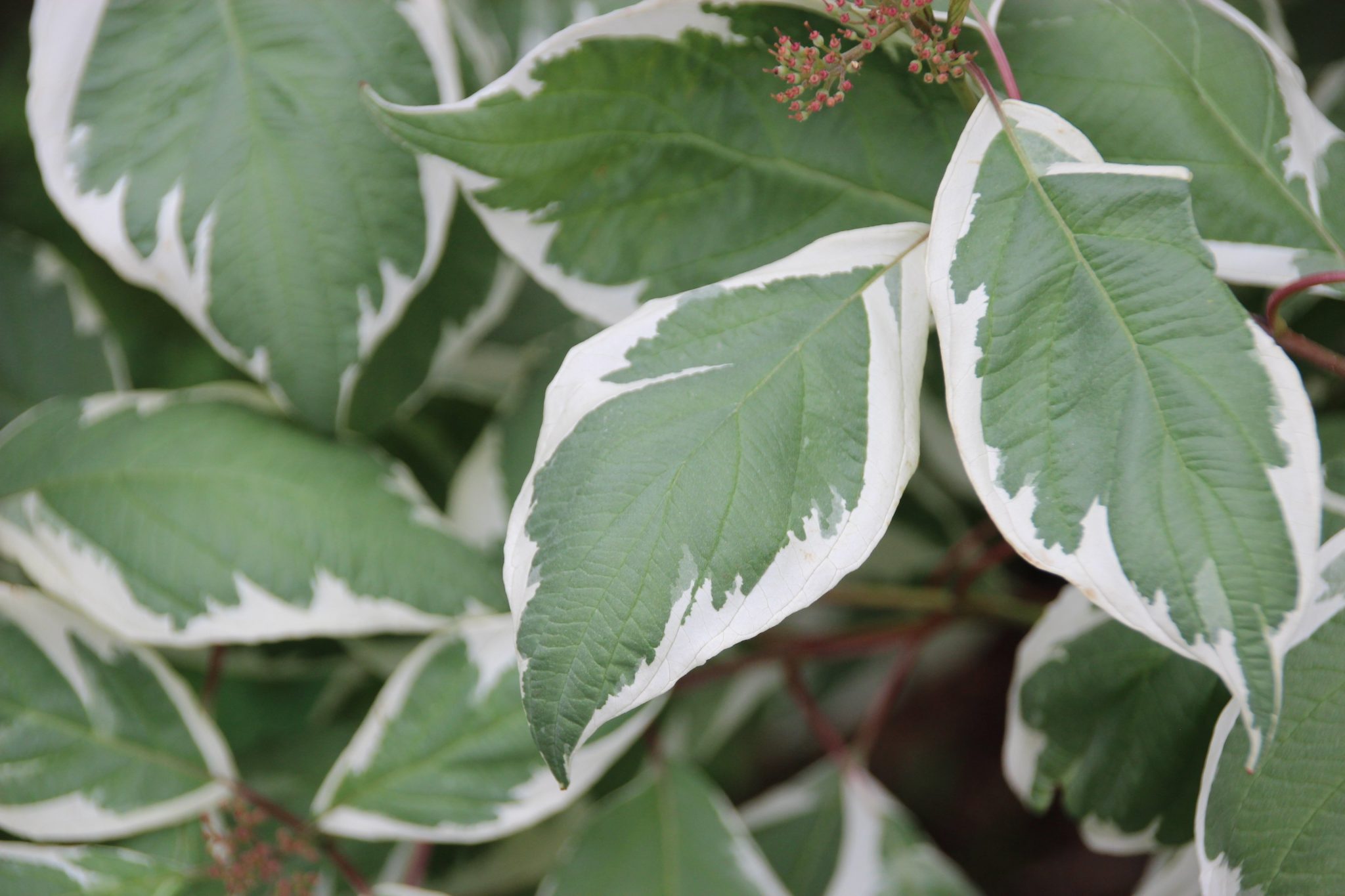 Dogwood Ivory Halo 2gal - Terra Greenhouses