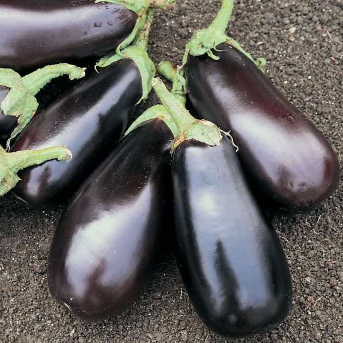Eggplant &#8211; Classic (4&#8243; pot)