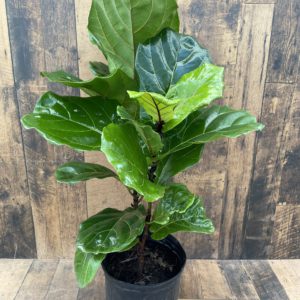 Fiddle Leaf Fig 10 Inch Grower Pot