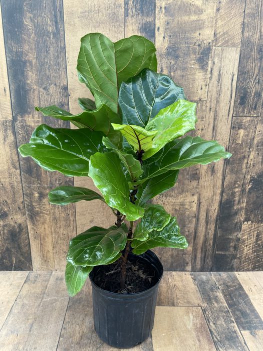 Fiddle Leaf Fig &#8211; Ficus lyrata (multiple sizes available)