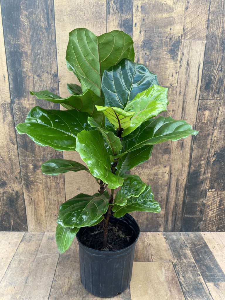 Fiddle Leaf Fig - Ficus Lyrata (multiple Sizes Available) - Terra 