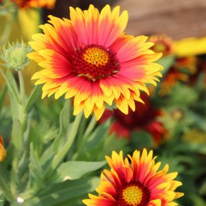 Gaillardia Bi-colour 1gal