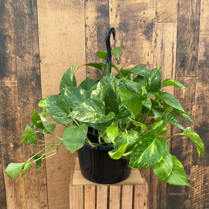 10&#8243; Golden Pothos Hanging Basket