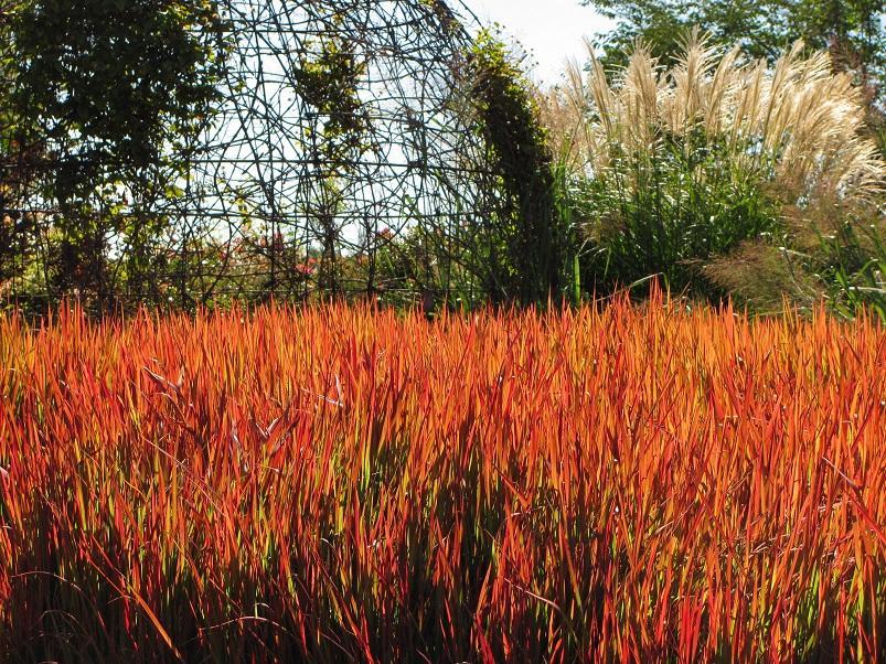 Ornamental Grass Imperata Red Baron - Japanese Blood Grass 1 Gal