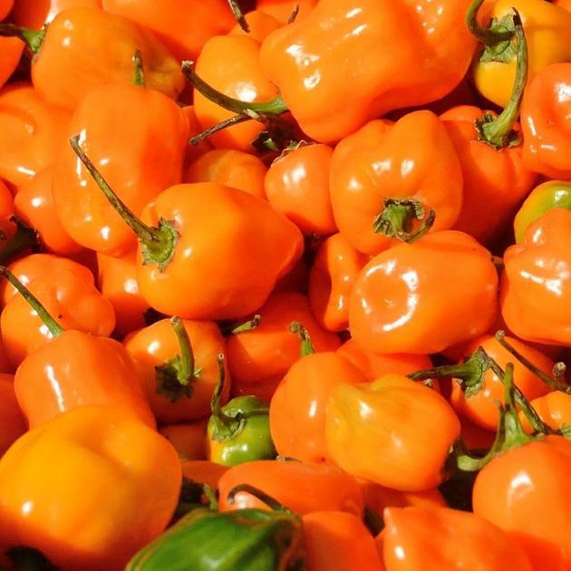 Hot Pepper &#8211; Habanero Orange (4&#8243; pot)