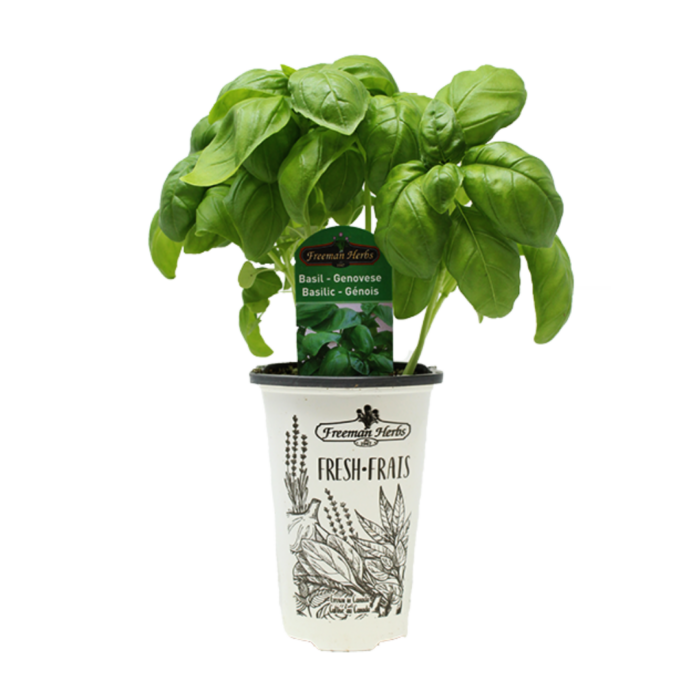 Basil Genovese (4" pot) 5 for 10! TERRA Greenhouses