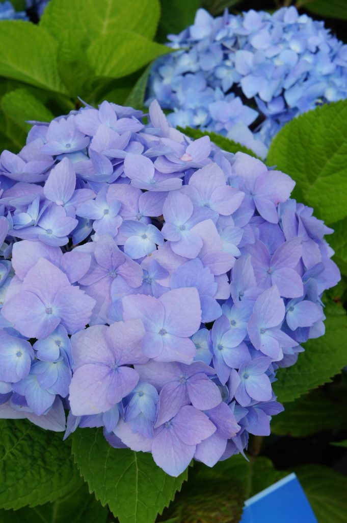 Growing Hydrangeas - A Guide For Gardeners - TERRA Greenhouses