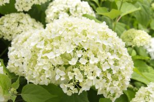 Hydrangea arb. Annabelle 2gal AVAILABLE IN STORE ONLY ON SALE
