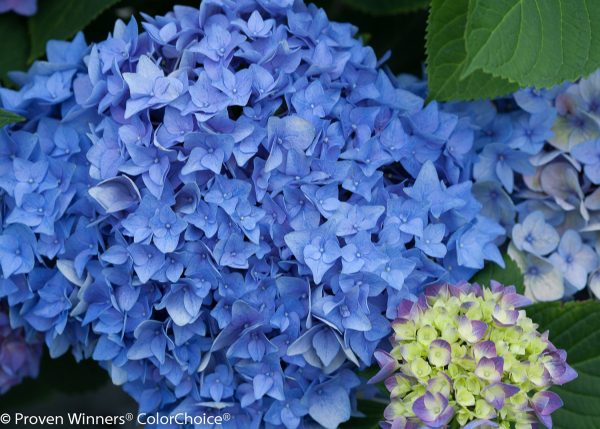Hydrangea Let's Dance Rhythmic Blue PW 2gal AVAILABLE ONLY IN STORE - ON SALE