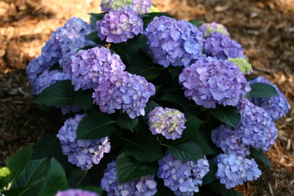 Hydrangea Let's Dance Blue Jangles PW 2gal AVAILABLE ONLY IN STORE - ON SALE