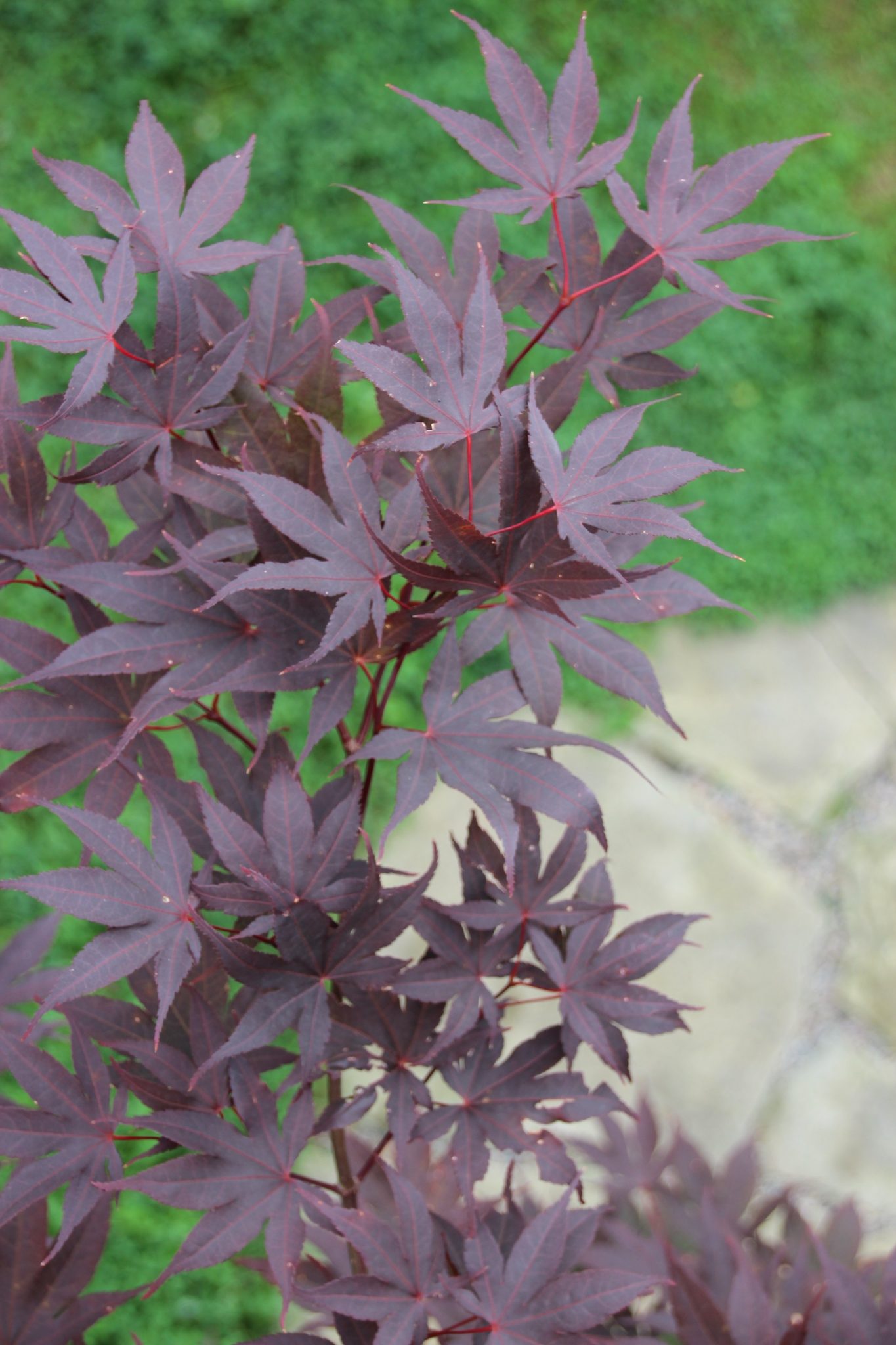 Japanese Maple Bloodgood - Terra Greenhouses