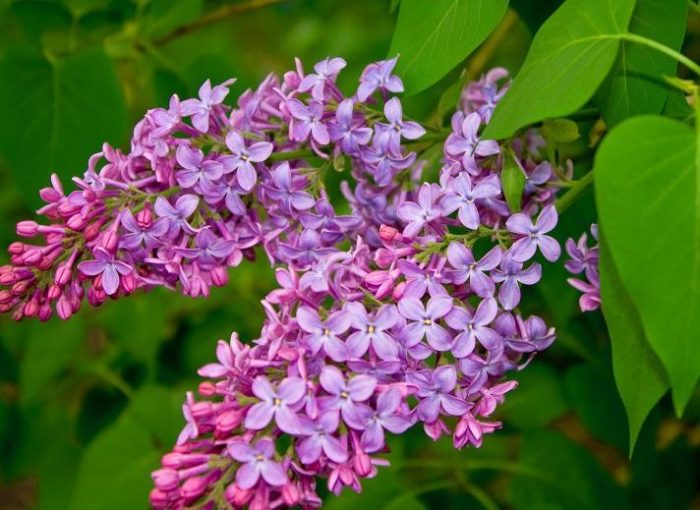 Lilac French Hybrid assorted 2/3gal - TERRA Greenhouses