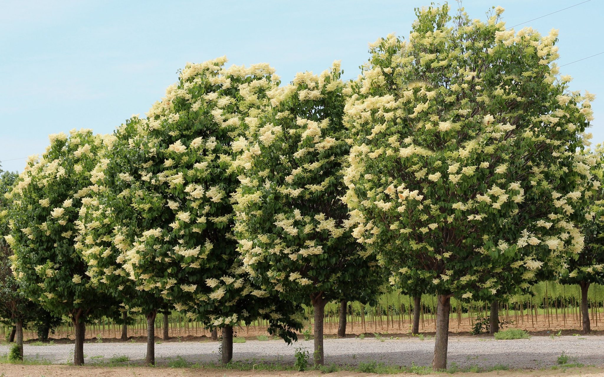 Lilac Ivory Silk TERRA Greenhouses