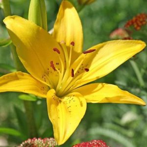 Asiatic Lily Tiny Bee 1gal SOLD OUT FOR THE SEASON