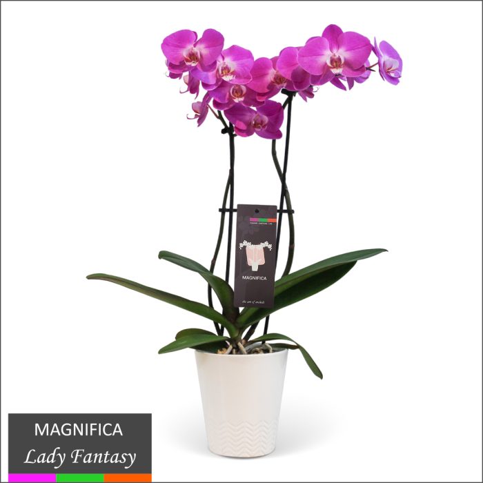 Magnifica Orchid &#8211; Double Spike in Ceramic Pot