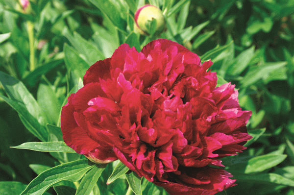 Peony Dark pink/Red 2gal SOLD OUT