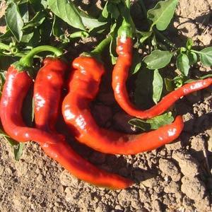 4" Pepper Hot Seedling Plant - Hot Portugal *NEW* ONLY AVAILABLE IN STORE