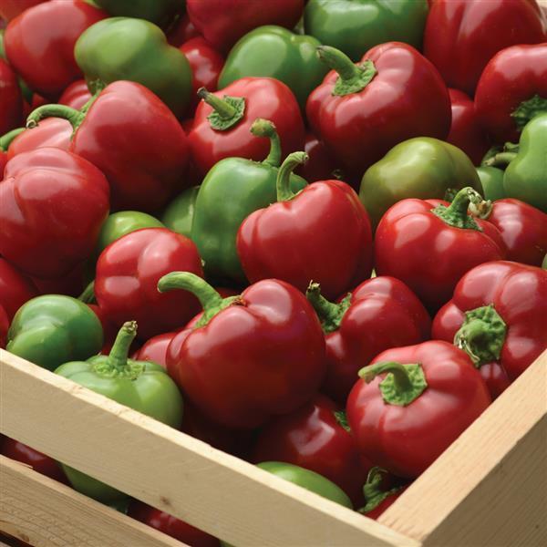 Pepper Snackabelle Mini Bell (4 cell pack) - TERRA Greenhouses