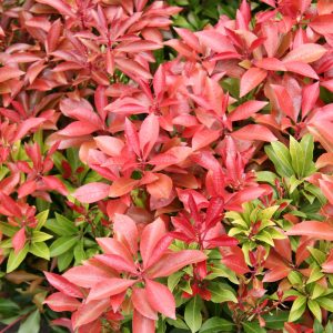Pieris Mountain Fire 2gal SOLD OUT FOR THE SEASON