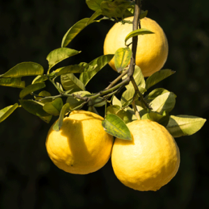 Ponderosa Lemon Citrus - 1 Gallon  ONLY AVAILABLE IN STORE
