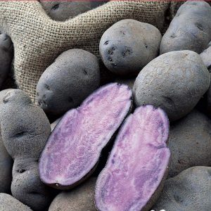 Seed Potato - Gourmet Violet Queen 500g