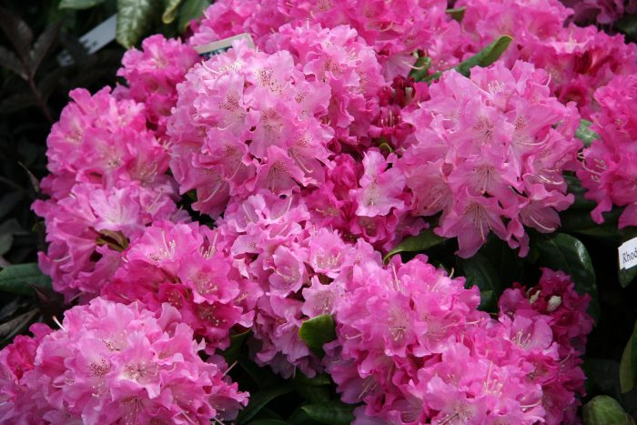Rhododendron dark pink 2gal