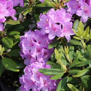 Rhododendron blue/lavender 2gal AVAILABLE ONLY IN STORE