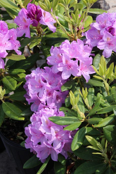 Rhododendron blue/lavender 2gal
