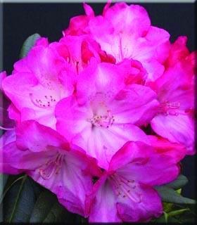 Rhododendron light pink 2gal