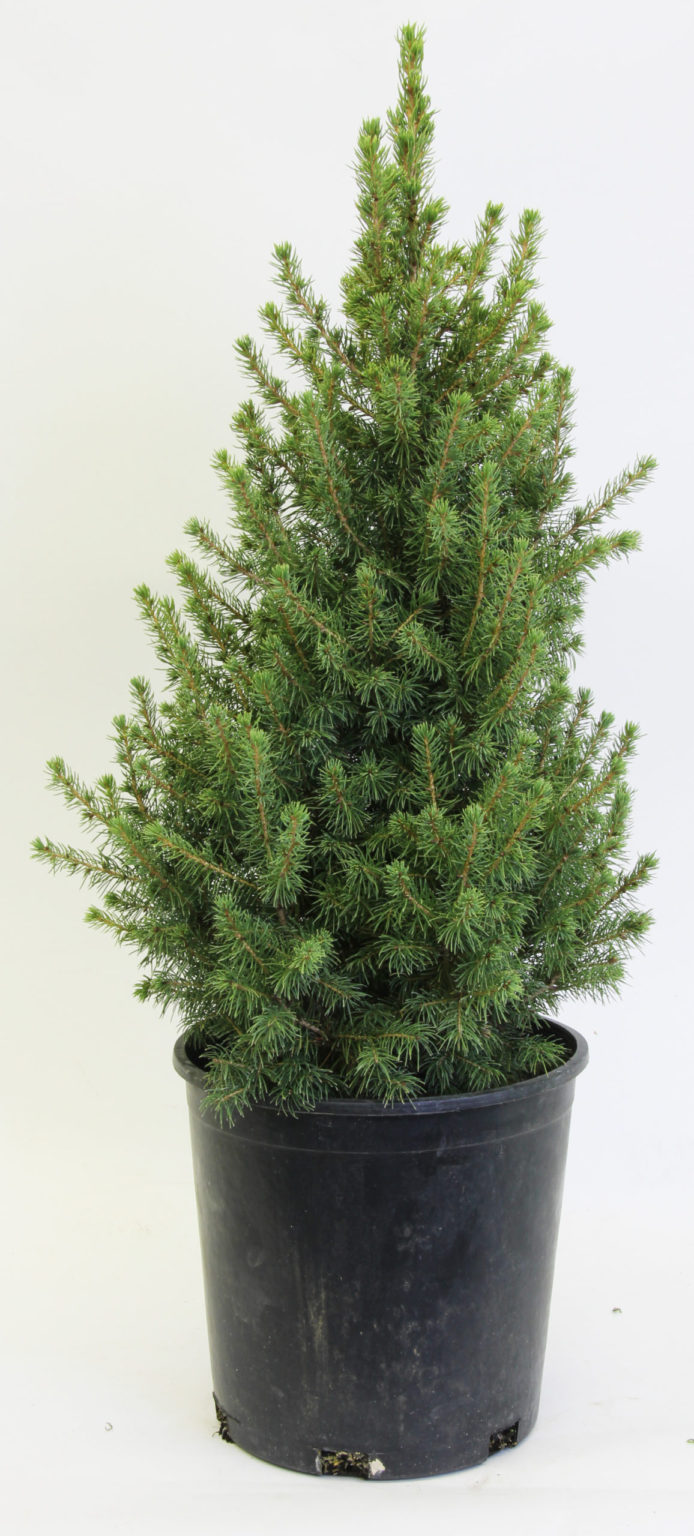 Spruce Dwarf Alberta 50cm 3gal TERRA Greenhouses