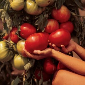 Large ripe Beefmaster tomatoes on a plant, shown in a woman's hands.