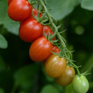 4" Tomato - Sugar Rush - SOLD OUT
